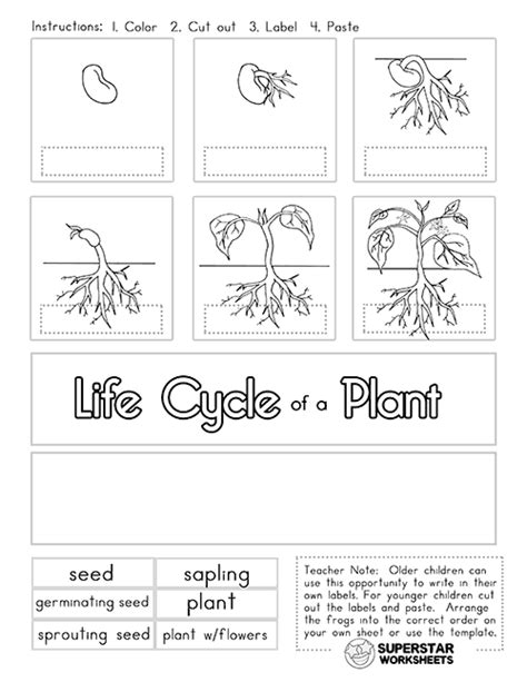 Plant Life Cycle Worksheets - Superstar Worksheets