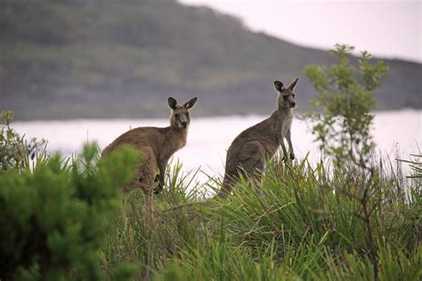 Kangaroo: Habitat, Behavior, and Diet