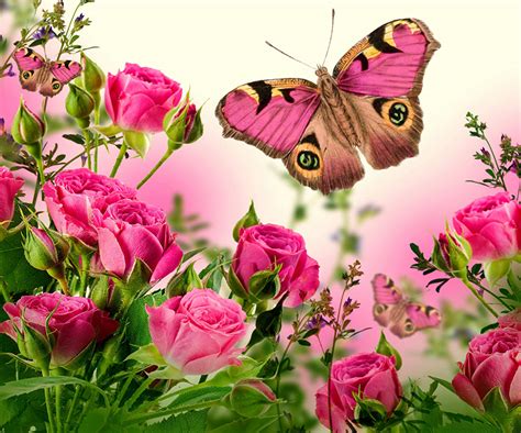 Fondos de Pantalla Rosas Lepidoptera Rosa color Flores descargar imagenes