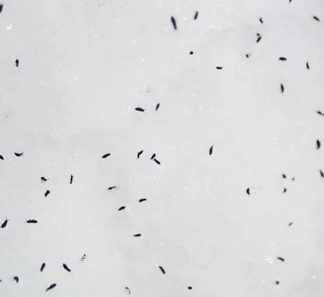 How To Get Rid Of Snow Fleas – Also Known As Collembola, Springtails ...