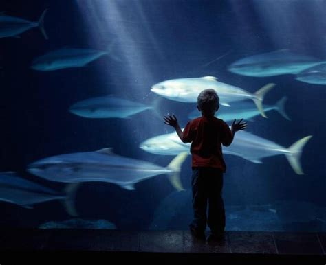 Two Oceans Aquarium, Cape Town | Tickets & Tours - 2024