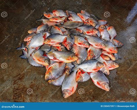 Pile of Pacu Roopchandi Fish on Ground in Indian Fish Market Pygocentrus Piraya Red Belied ...