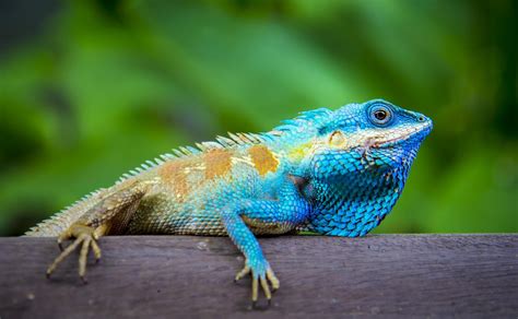 Lizard Names: 375+ Funny, Cool & Good Reptile Names | My Pet's Name