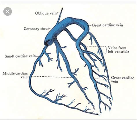 Venous System | Cardiac nursing, Cardiac anatomy, Cardiology