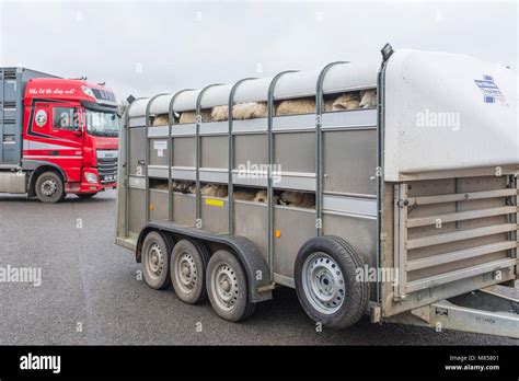 Trailer arriving with sheep to be unloaded at Melton Mowbray Livestock market Leicestershire UK ...