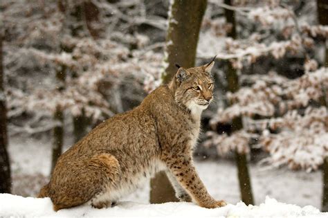 Lynx Wallpapers - Wallpaper Cave