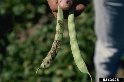 bacterial brown spot of bean/canker of stone fruit, twig blight (Pseudomonas syringae pv ...