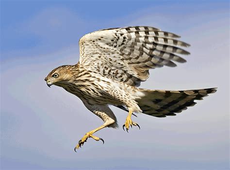 Birds Of Prey: Cooper's Hawk