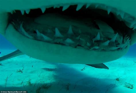 photographer Amos Nachoum captures close-ups of hammerhead sharks' teeth | Daily Mail Online