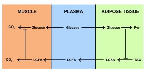 The randle cycle, "The glucose-fatty acids cycle" a homeostatic... | Download Scientific Diagram