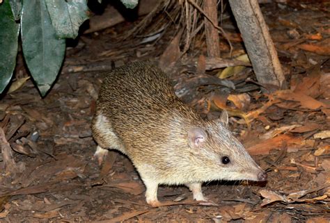 Northern Brown Bandicoot - Territory Wildlife Park