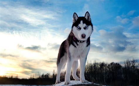 Tips for Training a Siberian Husky