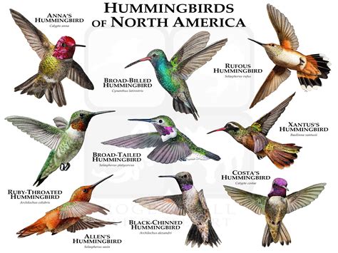 Hummingbirds of North America Poster Print - Etsy