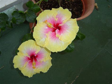 How to Plant a Hibiscus Plant | Garden Guides