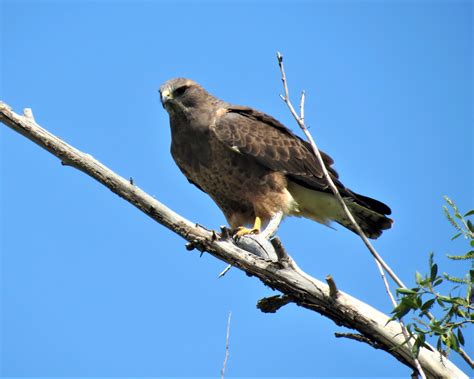 Wildlife Spotlight: Swainson’s Hawk