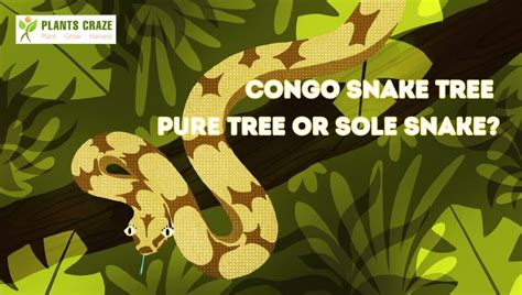 Is Congo Snake Tree Real? Internet Has Burst To Query!