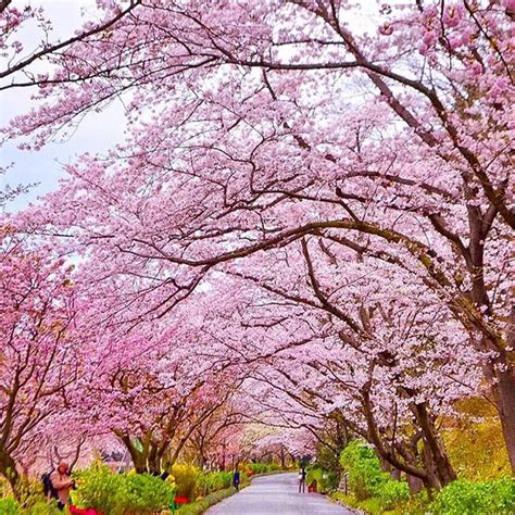 Cherry Blossom, Shizuoka - Japan 🌸🌸🌸 Picture by @capkaieda Good night ...