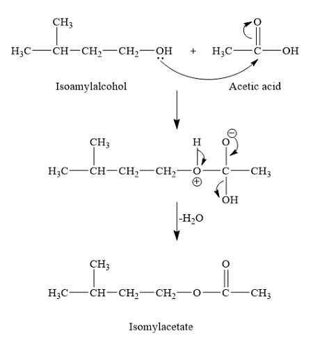 Isopentyl Alcohol And Acetic Acid