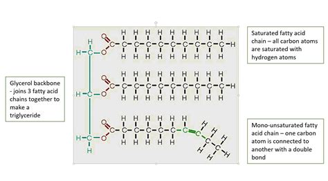 triglyceride | Julianne's Paleo & Zone Nutrition