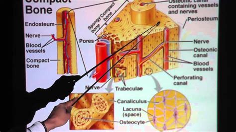 Bone Connective Tissue