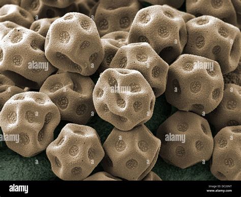 Electron microscope pollen hi-res stock photography and images - Alamy