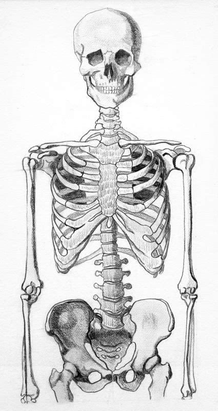 Skeleton Half | Skeleton drawings, Skeleton art, Human anatomy art