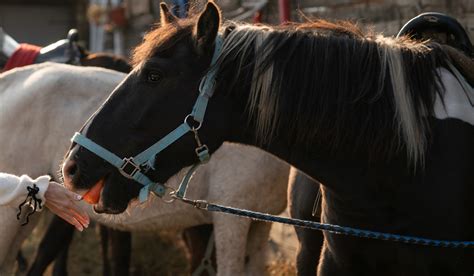 Can Horses Eat Carrots? + Nutrition & Using As A Treat - Helpful Horse Hints