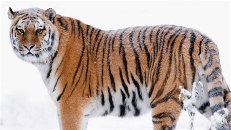 Saving the amur tiger | BBC Earth