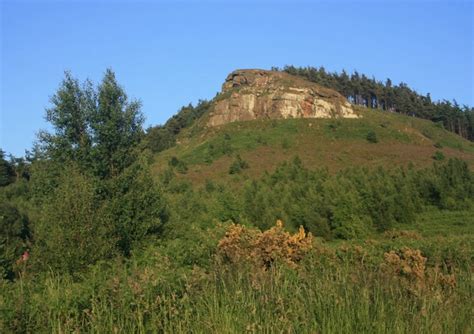 Guisborough Forest - Teesmouth Bird Club