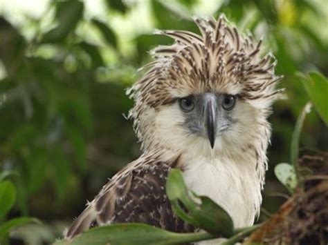 Philippine Eagle Size