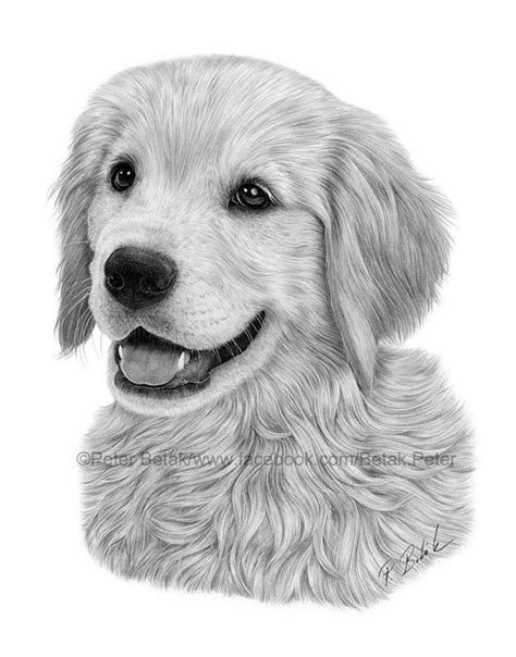 Golden retriever drawing by petbet1 on DeviantArt