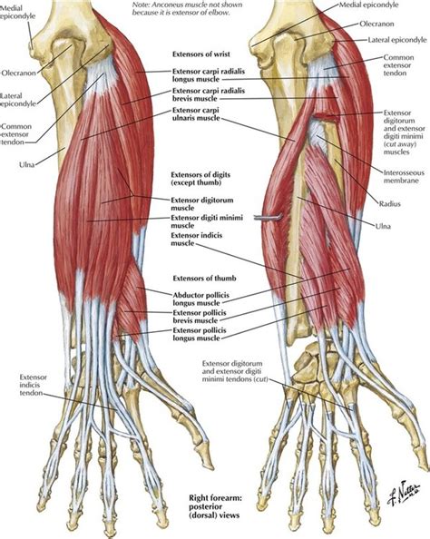 6: Upper Limb | Basicmedical Key