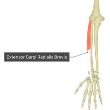 Extensor carpi radialis brevis muscle - Origin, Insertion, Function