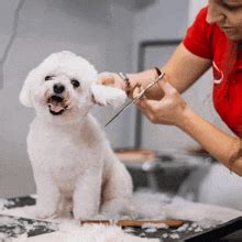 Grooming Funks Barbershop GIF - Grooming Funks Barbershop Dog Care ...