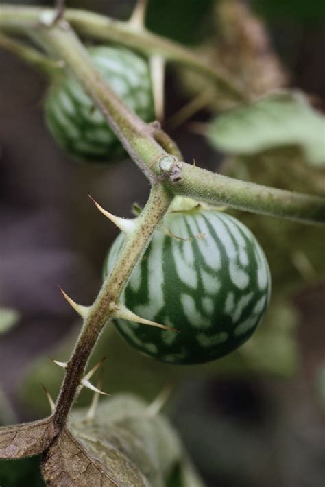 Solanum viarum (Sodom Apple, Tropical Soda Apple) | North Carolina ...