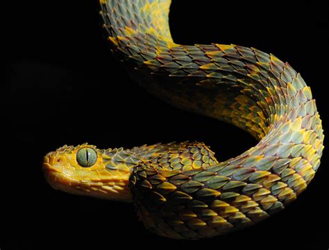 exotic-venom:“ (Atheris squamigera) variable bush viper”