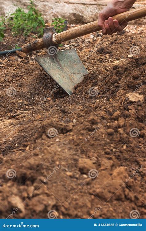 Working in Vegetable Garden with Hoe Stock Image - Image of green ...