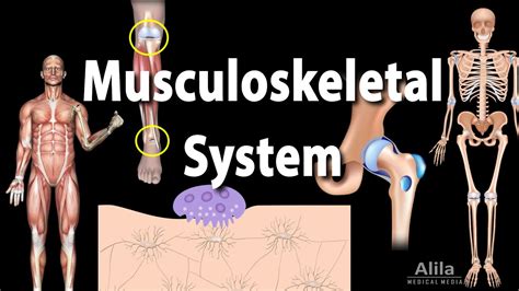 Overview of the Musculoskeletal System, Animation - YouTube