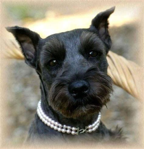 white schnauzer | Schnauzer Breeders of AKC puppies in black, black and silver, white ... Black ...