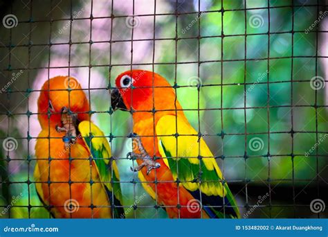 Sun conure in the cage stock photo. Image of exotic - 153482002