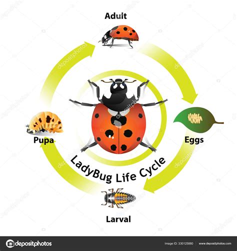 Ladybug Life Cycle Object Vector Graphic Design Artist Stock Vector ...