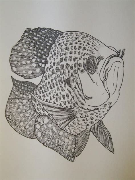 Crappie Drawing