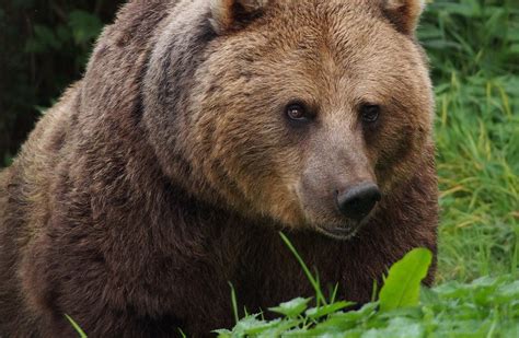 New study questions when the brown bear became extinct in Britain