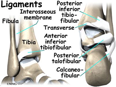 Ankle Anatomy | eOrthopod.com