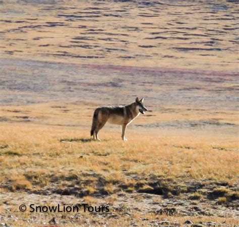 Wild animals in Tibet | Tibet Wildlife Tour | SnowLion Tours