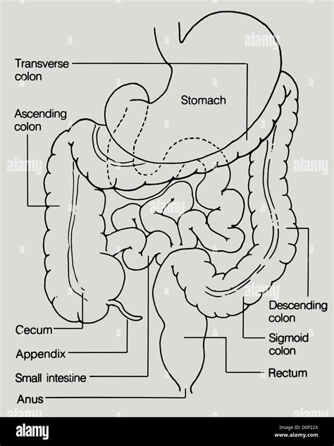 Cecum Wikipedia, 49% OFF | www.gbu-presnenskij.ru