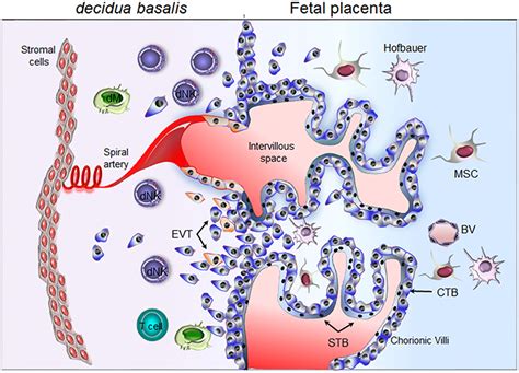 Frontiers | Features of Human Decidual NK Cells in Healthy Pregnancy and During Viral Infection