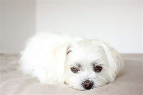 The Adorable Maltese Shih Tzu (AKA MalShi) Is About To Win You Over - Animalso