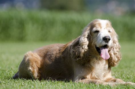 List of Spaniel Breeds