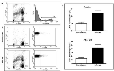 Phosphatidylserine (PS) exposure in pRBC and nRBC during P. yoelii 17XL... | Download Scientific ...